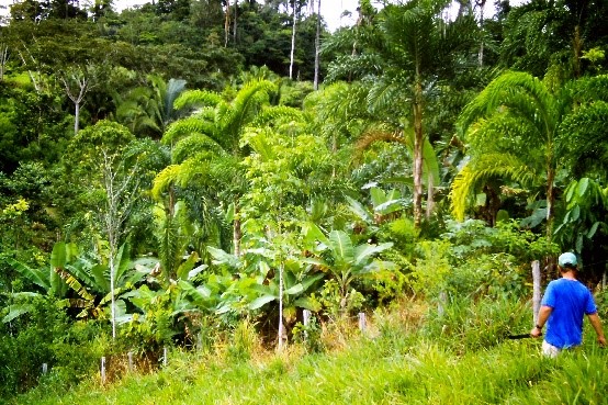 Agroforêt a acai, fruitiers et mahogany, Amazonie, Brésil