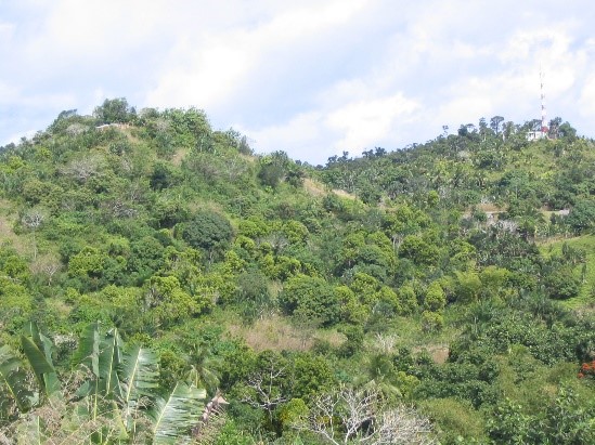 Agroforêt à girofle, fruitiers et bois d’énergie, Cote est Fénérive-Est, Madagascar