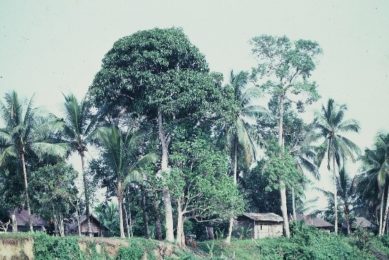 Jardin de case a base cocotier, fruitiers et bois d’œuvre/énergie