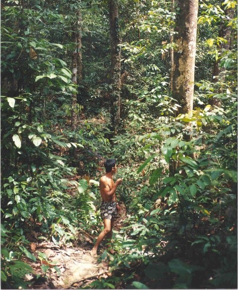 Vieille jungle rubber, Kalimantan Indonésie