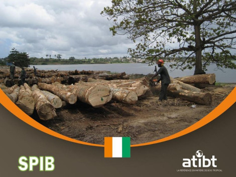 Timber sector in Ivory Coast : Study on the situation of the stakeholders