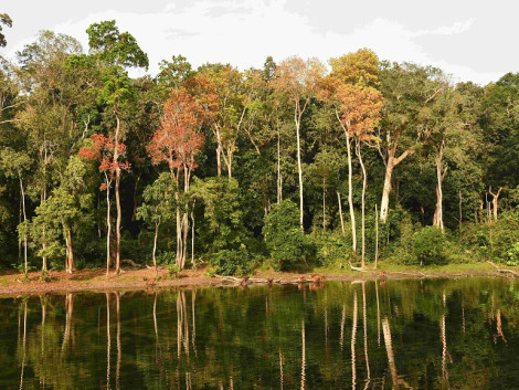 Lettre ouverte à l’attention de la SOLIDEO concernant l’exclusion du bois tropical 