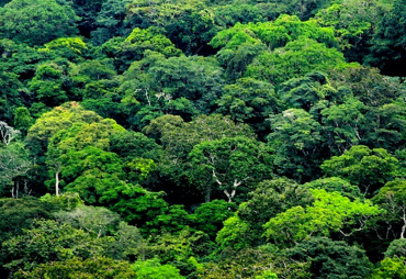 Meeting of the National Group on Tropical Forests (GNFT), Tuesday 11 February 2020 in Paris
