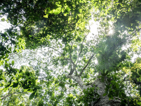 For better financing of sustainable tropical forest management: ITTO draws attention to the need for action