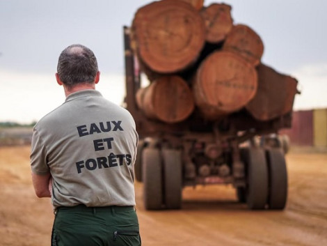 Log export ban: CEMAC postpones entry into force to 2023