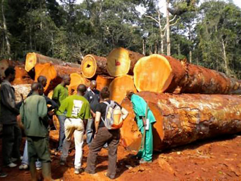 Cameroun : Le MINFOF suspend 20 unités de transformation du bois pour complicité d'exploitation forestière illégale