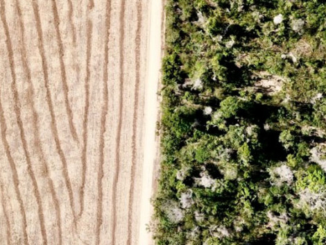 De la déforestation à la restauration des terres dégradées : Forland, une solution numérique intégrée