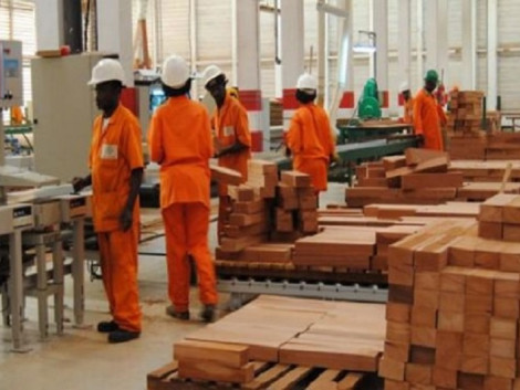 President Ali Bongo plans to create 50,000 jobs in 5 years through wood processing!