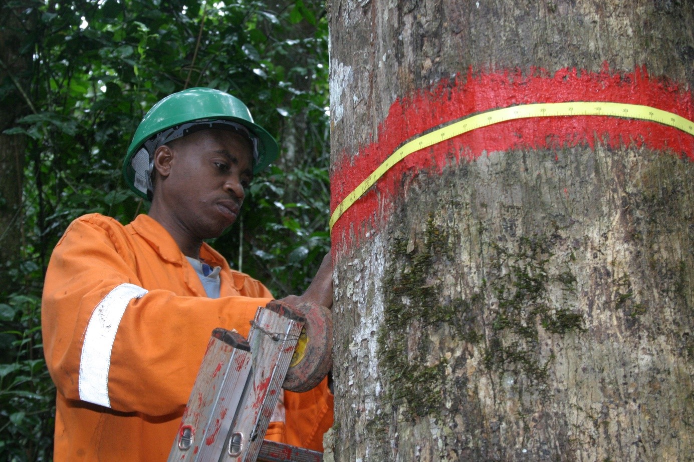 Asynchrononous carbon sink saturation in African and Amazonian tropical forest