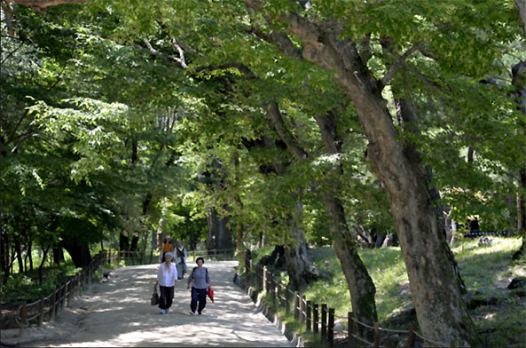 WFC 2021 in Seoul : Building a green, healthy and resilient future with forests