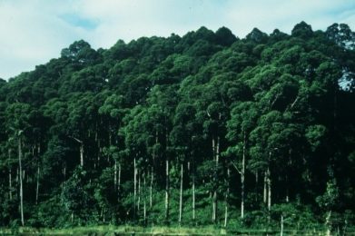 Agroforêt a Damar, à Krui, Sumatra, Indonésie