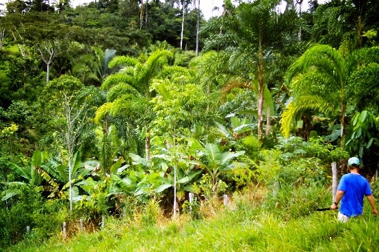 Agroforestry with acai, fruit and mahogany trees, Amazonia, Brazil