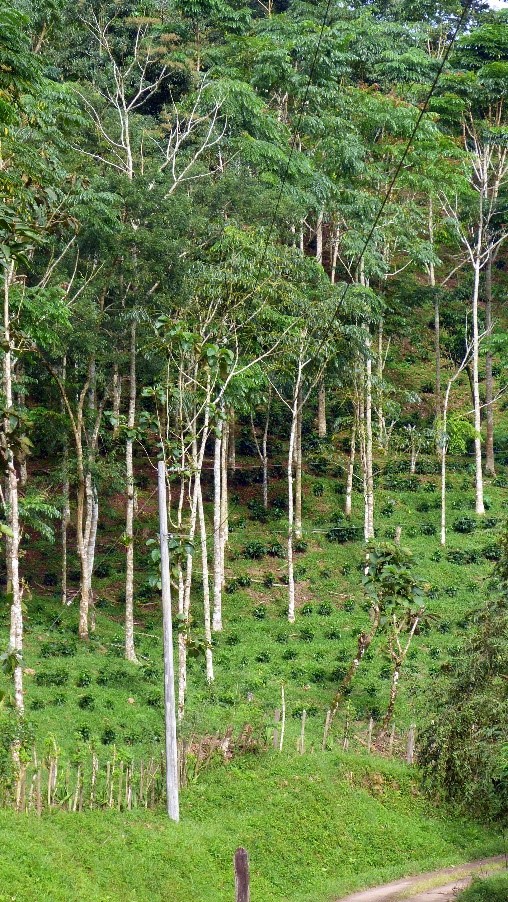 Hybrid arabica coffee and cedrella agroforest, Nicaragua.