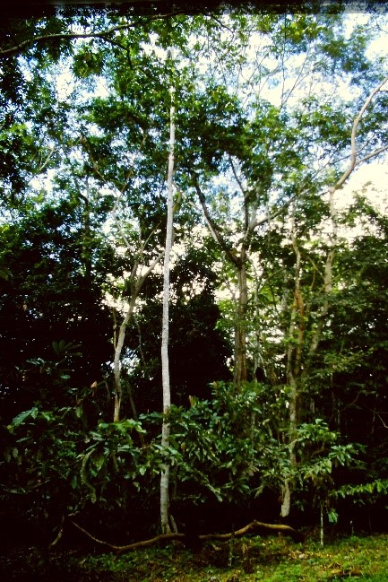Agroforêt à Fruits, Castahna do Drazil, cacao et bois d’œuvre, Amazonie, Brésil