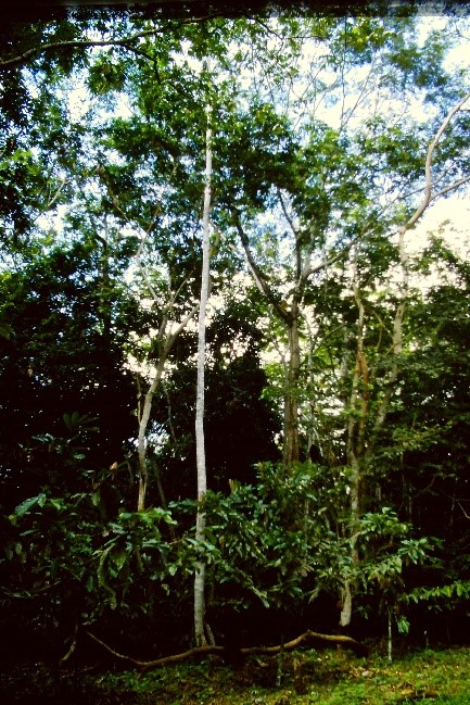 Fruit baesd agro-forest with Castahna do Brazil , cacao and timber, Amazon Brazil