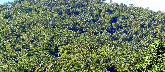 Agroforest with cloves, fruit trees and fuel wood for the distillation of Ylang Ylang, Anjouan, Comoros