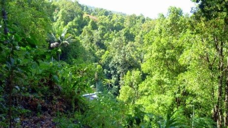 Clove and nutmeg based agroforest with fruit trees and timber, in Ternate, Moluccas, Indonesia