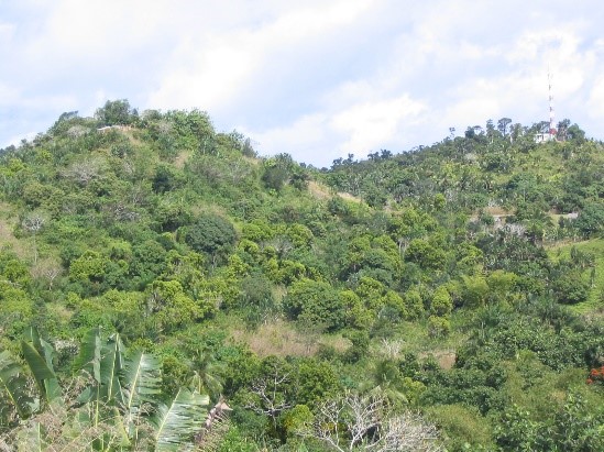 Agroforest with cloves, fruit trees and fuel wood, East Coast, Fénérive-Est, Madagascar