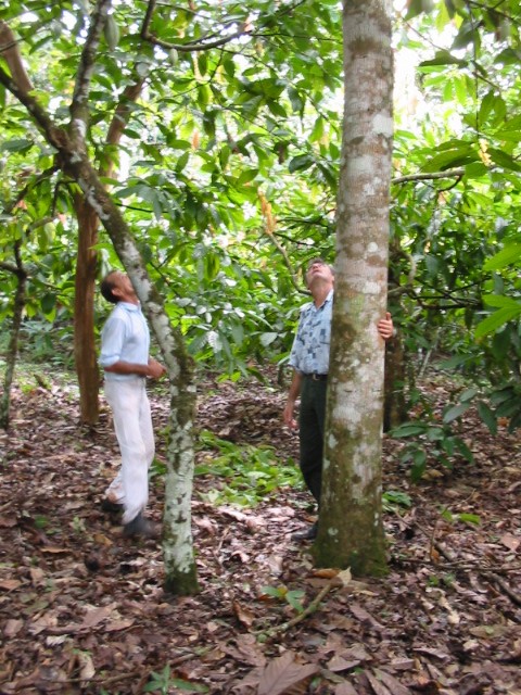 Cacao et acajou de 30 ans, a Paragominas, Amazonie, Brésil