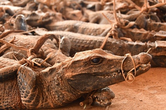 Seized of dwarf crocodiles by eco-guards of PROGEPP