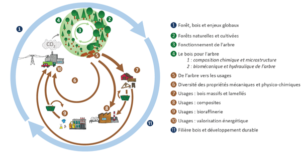 La formation est organisée autour de 11 items interdisciplinaires