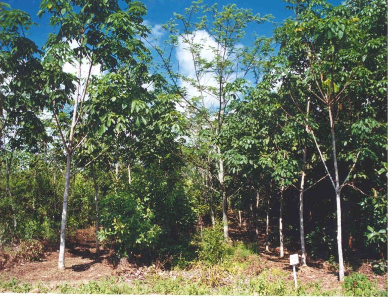 Agroforestry system based on clonal hevea with energy trees (A mangium), timber (Meranti and nyatoh) and fruit trees