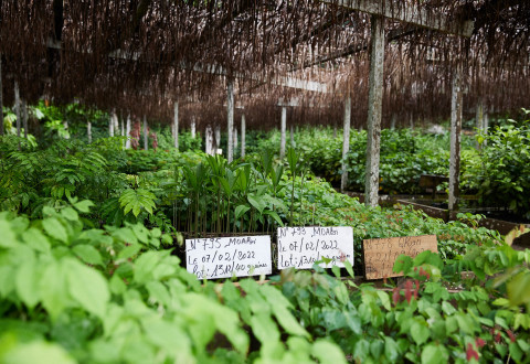 Replanting and restauring