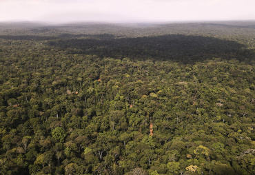 Une avancée pour la commercialisation des crédits carbone au Gabon