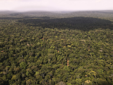Une avancée pour la commercialisation des crédits carbone au Gabon