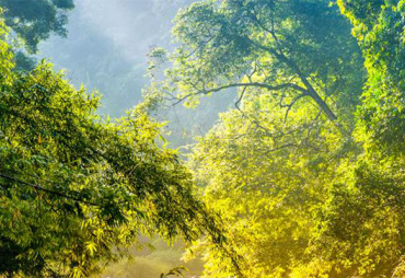 Madera Sostenible - Spain - La diversidad biológica de la Cuenca del Congo puede preservarse con la gestión forestal sostenible