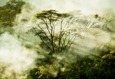 Madera Sostenible - Spain - ¿Y si la gestión sostenible de los bosques tropicales fuera una oportunidad para el planeta?