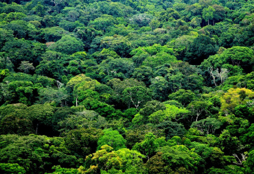 Deforestation is a political choice, but not a goal