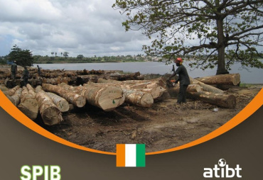 Timber sector in Ivory Coast : Study on the situation of the stakeholders