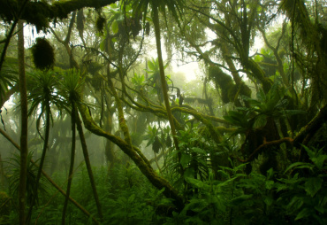 Diminuer la pression actuelle sur les forêts naturelles restantes en créant de nouvelles sources de production de bois 