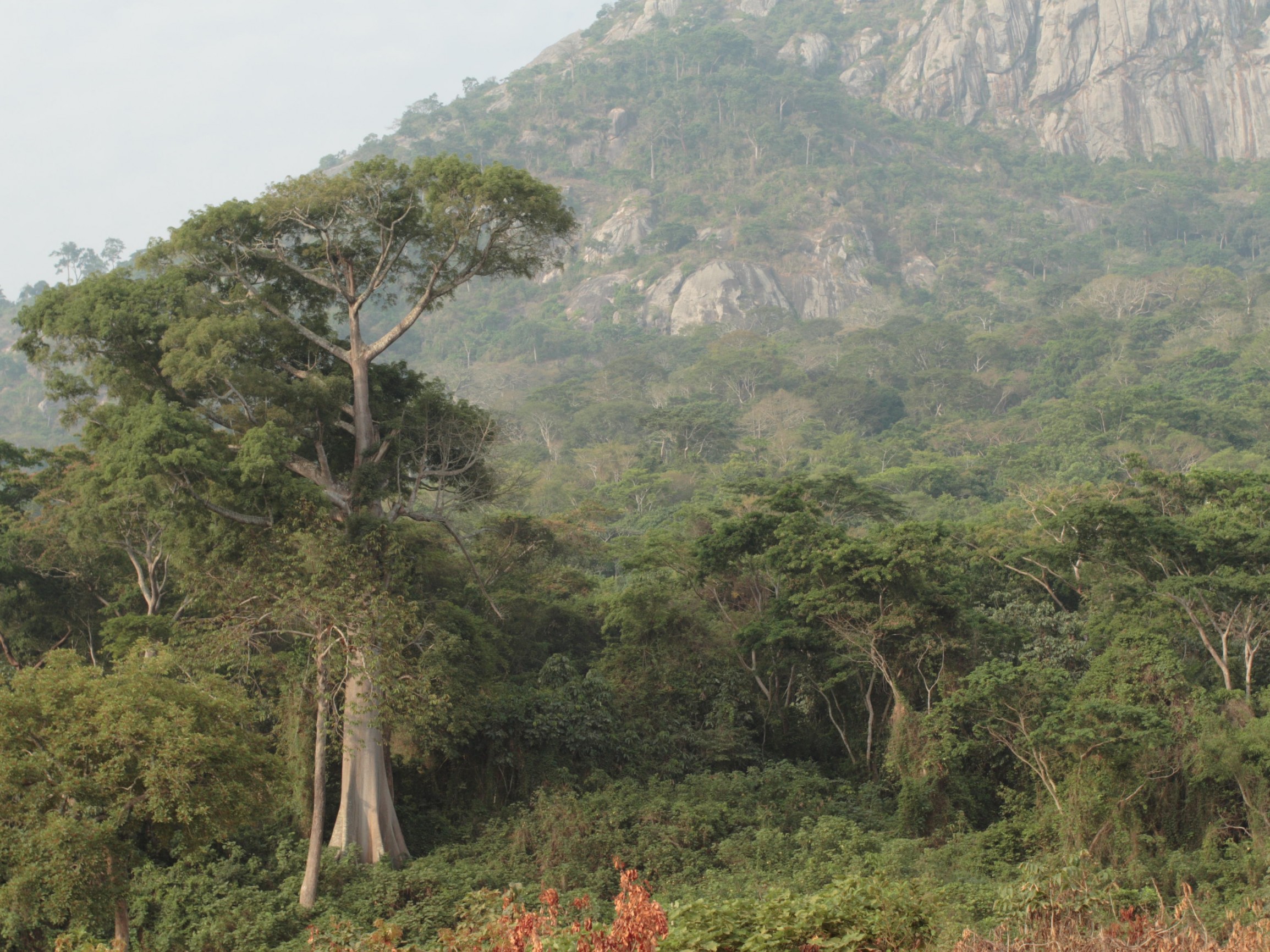 For incentives to develop sustainable forest management | Fair&Precious