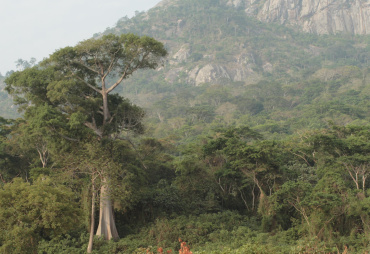 Pour des mesures incitatives du développement de la gestion durable des forêts