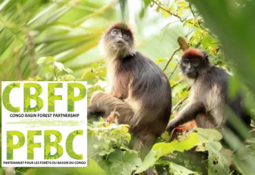 SAVE THE DATE : du 28 juin au 1er juillet 2022 le PFBC organisera la 19ème Réunion des Parties et célèbrera ses 20 ans