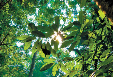 Journée des Forêts le 21 mars 2022