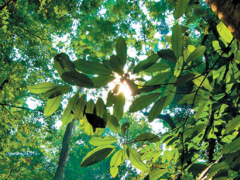 Journée des Forêts le 21 mars 2022