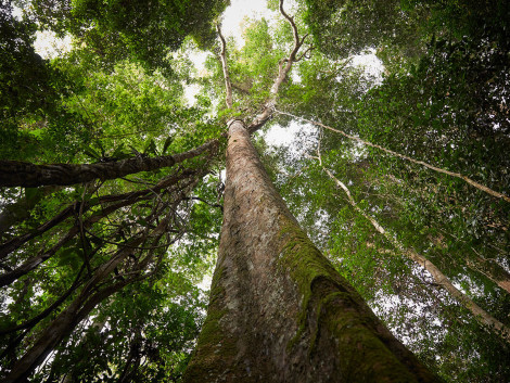 Quel programme pour le One Forest Summit ?