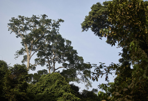 What can we learn from the Libreville One Forest Summit?