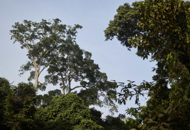 What can we learn from the Libreville One Forest Summit?