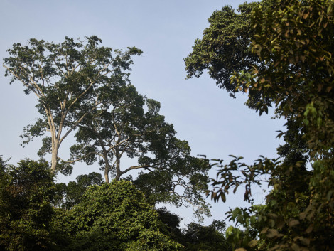 What can we learn from the Libreville One Forest Summit?