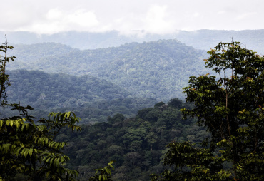 LKTS : vers une stratégie 2030  Un modèle forestier plus diversifié et durable