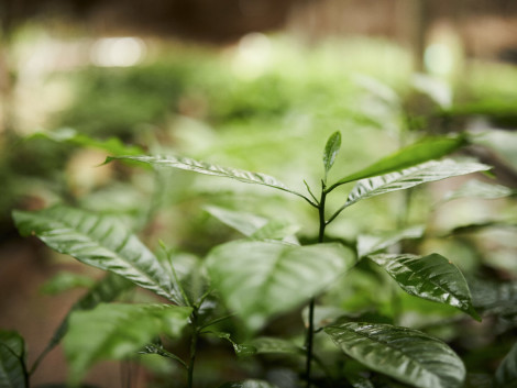 UFA-Reforest: a documentary retracing a pioneering reforestation project in Cameroon