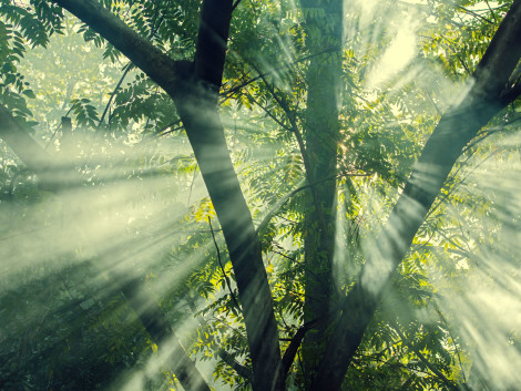 Verra and FSC: New Carbon Initiatives for Certified Tropical Forests