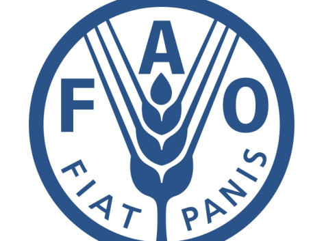 Lancement d’un appel à propositions pour soutenir le développement des chaînes de valeur des essences de bois moins utilisées (LUTS) et de leurs produits