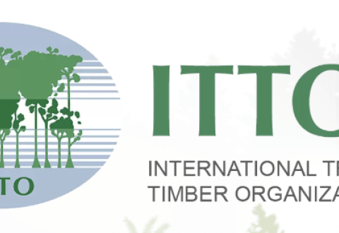 The tropical timber market in Central Africa is gradually picking up 
