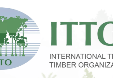 The tropical timber market in Central Africa is gradually picking up 