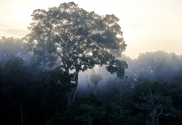 La forêt et les arbres